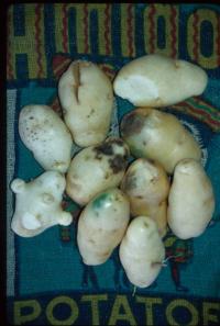 potato_early_crop_quality_defects