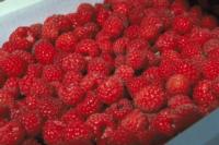 Raspberries-quality