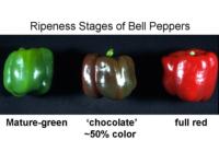 Ripeness_stages_of_bell_peppers960x720