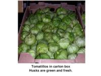 Tomatillo_fresh_green_husks