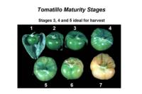 tomatillo_maturity_stages
