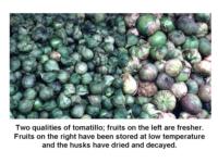 Tomatillo_quality-fresh_vs_stored