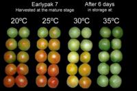 tomato_high_temperature_effects