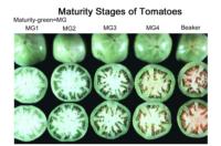 tomato_maturity_stages