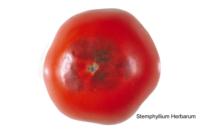tomato_stemphyllium