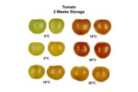 tomato_temperatureEffects