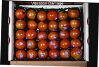 tomato_vibration_damage