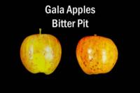 apple_gala_bitter_pit732x483