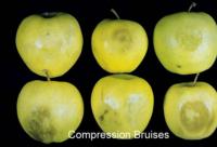 apple_gol-del_compression_bruises730x497