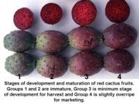 Cactus_pear_maturity__ripeness_stages