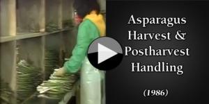 Asparagus  Harvest &  Postharvest  Handling