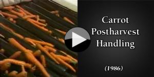 Carrot Postharvest Handling