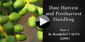Date Harvest and Postharvest Handling