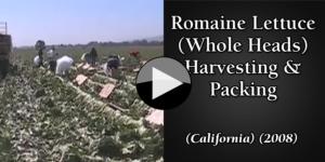 Romaine Lettuce (Whole Heads) Harvesting & Packing