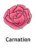carnation_english250x350