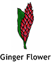 gingerflower_english250x350