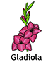 gladiola_english250x350
