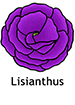 lisianthus_english250x350