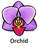 orchid_english250x350