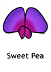 sweet_pea250x350