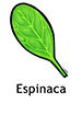 spinach_spanish250x350
