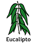 eucalyptus_spanish250x350