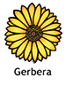 gerbera_spanish250x350