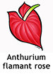 Anthurium_French250x350