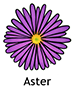 Aster_French250x350