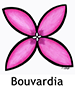Bouvardia_French250x350