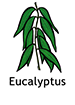 Eucalyptus_French250x350