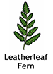 Leatherleaf_French250x350