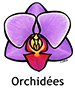 Orchid_French250x350