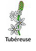 Tuberose_French250x350