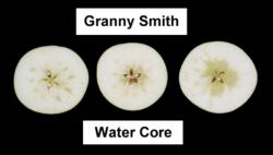 Watercore. Apple, Granny Smith