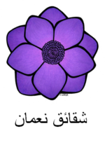 Anemone Arabic