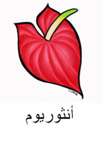 Anthurium Arabic