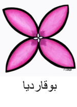 Bouvardia Arabic