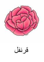 Carnation Arabic