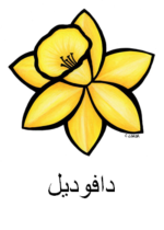 Daffodil Arabic