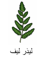 Leatherleaf Arabic