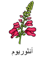 Snapdragon Arabic