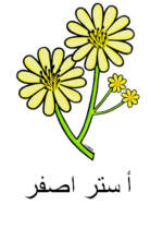Yellow Aster Arabic