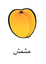 Apricot Arabic
