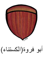 Chestnut Arabic