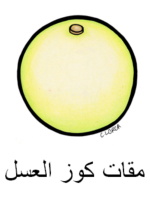 Honeydew Arabic
