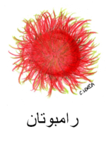 Rambutan Arabic