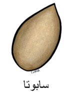 Sapote Arabic