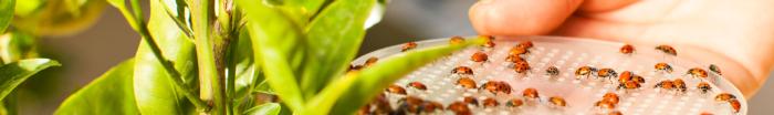 lady beetles