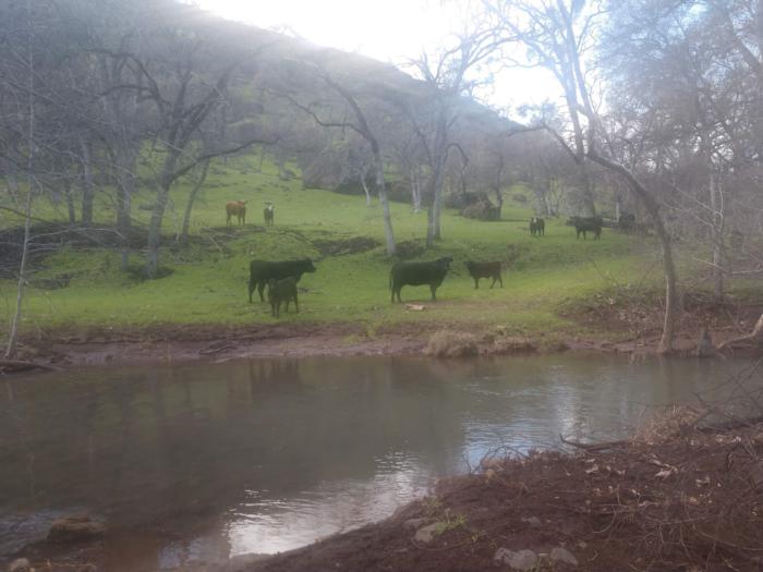 cows in burn zone  march 2019